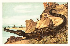 Teleosaurus cadomensis, uitgestorven soort mariene krokodil door Unbekannter Künstler