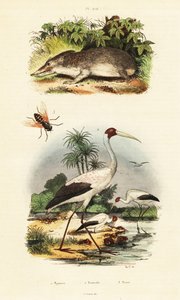 Tenrek, ooievaar en paardenvlieg, 1834-1839 (gravure) door Unbekannter Künstler