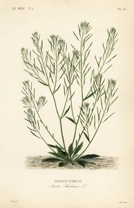 Zandraket, muuroor of arabidopsis, Arabidopsis thaliana, Arabis thaliana, Arabette rameuse