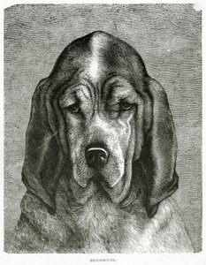De Bloedhond. 1902 door Unknown