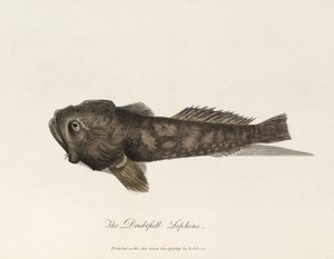 De Twijfelachtige Lophius door Unbekannter Künstler