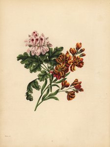 De Helen Geranium, Voorkeur; De tuinmuurbloem, Trouw in tegenspoed door Unbekannt