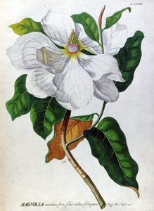 De Magnolia door Unbekannter Künstler