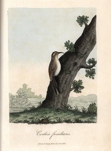 De klimmer van de bossen. Gekleurde kopergravure door George Graves, in British Ornithology