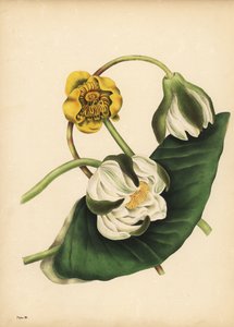 De witte waterlelie, Nymphaea odorata, en gele waterlelie, Nuphar lutea, Stilte