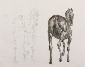 Derde ontlede laag van een paard, achteraanzicht