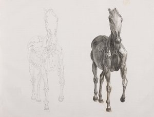 Derde ontlede laag van een paard, vooraanzicht