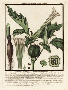 Doornappel, Datura stramonium door Unbekannter Künstler