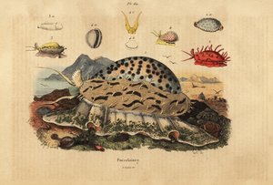 Tijgerkauri, Cypraea tigris, gerimpelde kauri, Nucleolaria nucleus, geldkauri, Monetaria moneta, en Ellatrivia merces, Porcelaines
