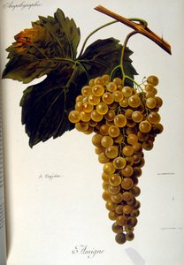 Titelpagina van een Franse algemene verhandeling over wijnbouw, 1905