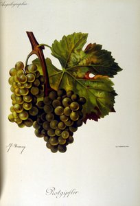 Titelpagina van een Franse algemene verhandeling over wijnbouw (teelt van druiven voor wijn) 1905 door Unbekannter Künstler