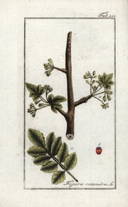 Tomentose of tacamac gom (Elaphrium tomentosum). Lithografie uit 