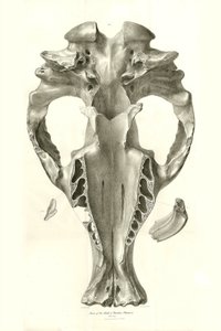 Toxodon Crane, een prehistorisch dier gevonden door Charles Darwin nabij Montevideo, Uruguay tijdens zijn ontdekkingsreis aan boord van de Beagle. The Zoology of the voyage of H.M.S. Beagle onder het bevel van kapitein Fitzroy tijdens de jaren 1832 tot 183 door Unbekannter Künstler