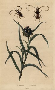 Trachyderes succinctus 1, Trachyderes mandibularis 2, en Virginia dagbloem, Tradescantia virginiana 3 door Unbekannt