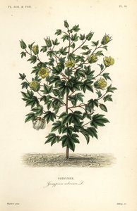 Boomkatoen, Gossypium arboreum door Unbekannt