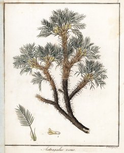 True Astragalus - Lithografie door F. Guimpel, uit medische botanie door Friedrich Gottlob Haynes (1763-1832), Berlijn door Unbekannter Künstler