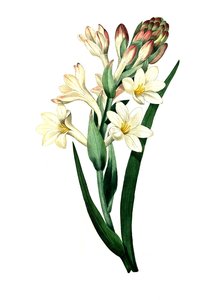 Tuberose, Agave amica (Agave polianthes), digitale reproductie van een origineel kunstwerk uit de 18e eeuw