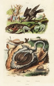 Tun schelpen en Euraziatische draaihals