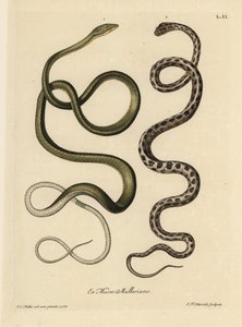 Twee Surinaamse slangen: Groene slang (Maleise groene zweepslang, Ahaetulla mycterizans?) en geblokte kousenbandslang, Thamnophis marcianus. De groene slang van Suriname, Coluber mycterizans, een witte slang elegant bevlekt met zwart in een blokpatroon. Ha