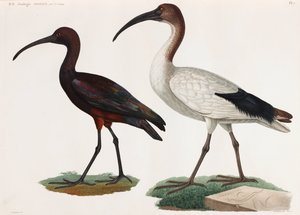 Twee kleurenillustraties van vogels