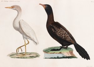 Twee kleurenillustraties van vogels