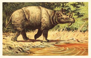 Uintatherium anceps, uitgestorven herbivoor zoogdier van het Eoceen, 1908 door Unbekannter Künstler