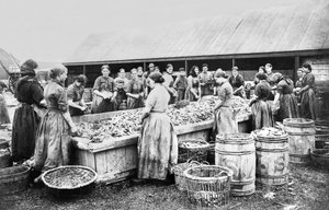 Verenigd Koninkrijk: Vrouwen die haringen schoonmaken, Aberdeen, ca. 1880