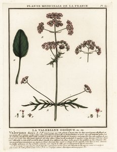 Valeriaan, Valeriana dioica door Unbekannter Künstler