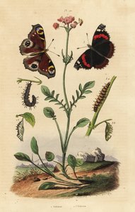 Valeriaan, Valeriana officinalis, dagpauwoog, Aglais io, atalanta, Vanessa atalanta