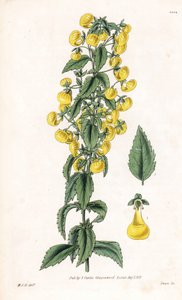 Varieteit van calceolaria of kleine slipper of damesportemonnee - Smalbladige slipperwort, Calceolaria angustiflora. Handgekleurde kopergravure door Swan naar een illustratie van William Jackson Hooker uit Samuel Curtis