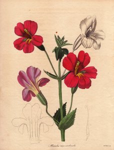 Variëteit van mimulus (Mimulus roseo cardinalis). Hodson hybride variëteit, genaamd aapbloem of muskusbloem. Illustratie door Augusta Innes Withers (1793-1877), in The Botanist, serie door Benjamin Maund in vijf delen, gepubliceerd tussen 1836 en 1842. Dit