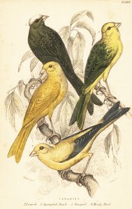 Variëteiten van kanaries, Serinus canaria domestica