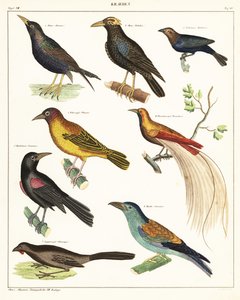 Variëteiten van exotische vogels door Unbekannter Künstler