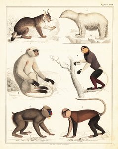 Variëteiten van zoogdieren, 1842 (lithografie)