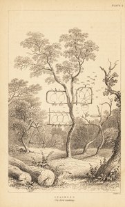 Variëteiten van draadvallen voor vogelvangst. 1889 (gravure) door Unbekannter Künstler