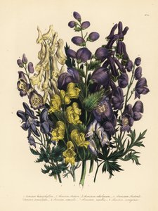 Verschillende soorten monnikskap, Aconitum heterophyllum, gele monnikskap, A. anthora, lichtgele monnikskap, A. ochroleucumum, Karpatische paarse wolfskers, paniek monnikskap, A. paniculatum, A. versicolor, gewone monnikskap, A. napellus, en A. variegatum. door Unbekannter Künstler
