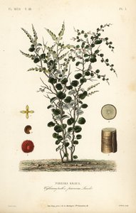 Fluweelblad of abuta, Cissampelos pareira door Unbekannt