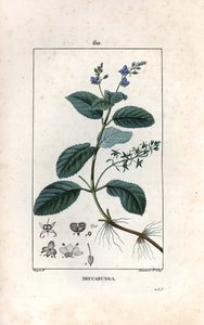 Veronique des ruisseaux ou cress de cheval of salade de chouette - Gravure door Lambert fils, naar een tekening van Pierre Jean Francois Turpin, uit La flore medicale, de Chaumeton, Poiret et Chamberet, Parijs 1830 - Beekpunge of Europese speenkruid