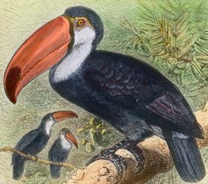 Bezoek aan de vogelafdeling in een dierentuin