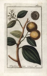 Vomiker (Strychnis nux-vomica). Lithografie uit 