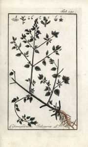 Vulvar (Chenopodium vulvaria). Lithografie uit 