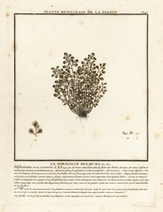 Muurvaren, Asplenium ruta-muraria door Unbekannter Künstler