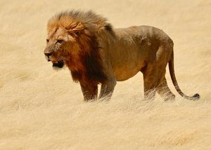 Krijger, Etosha, 2018