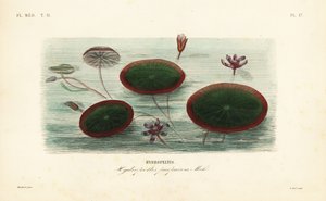 Waterschild, Brasenia schreberi