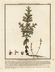 Watergamander, Teucrium scordium