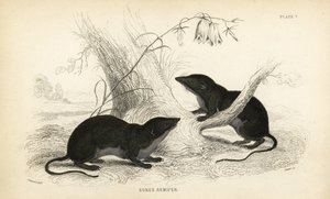 Waterspitsmuis, Neomys fodiens. Handgekleurde staalgravure door Lizars naar een illustratie door James Stewart uit William Jardine