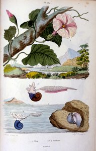 Waterslak; Botanische en zoölogische illustratie door F. E. Guérin. Uit Dictionnaire pittoresque d
