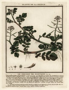 Waterkers, Nasturtium officinale door Unbekannter Künstler