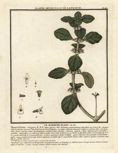 Witte malrove, Marrubium vulgare