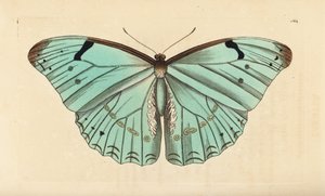 Witte Morpho, Morpho laertes door Unbekannt